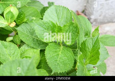 Hydrangea flowers in the yard Stock Photo