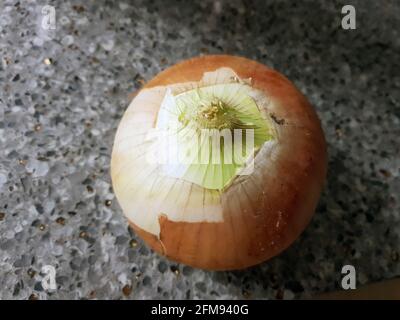 Raw onions in the market Stock Photo