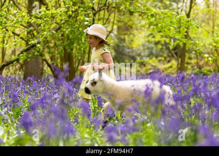 Arley, Worcestershire, UK. 7th May, 2021. Two year old Myla May Mills plays with Clemmie, an orphaned two week old lamb in a beautiful field of bluebells near her home in Arley, Worcestershire, UK. Credit: Peter Lopeman/Alamy Live News Stock Photo