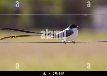 Fork-tailed Flycatcher bird on a wire Stock Photo