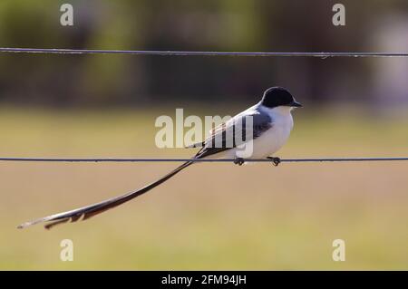 Fork-tailed Flycatcher bird on a wire Stock Photo