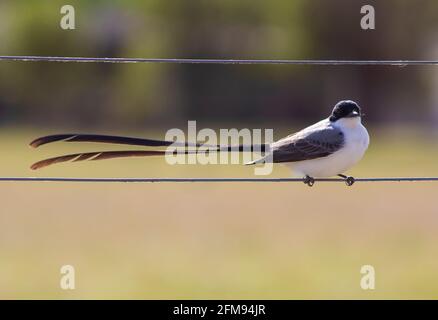 Fork-tailed Flycatcher bird on a wire Stock Photo