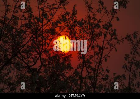 red sunset behind the silhouettes of the trees Stock Photo