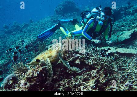 Female Diver Observes Resting Green Sea Turtle On Coral Block. Blue Water In The Background. Selayar, South Sulawesi, Indonesia Stock Photo