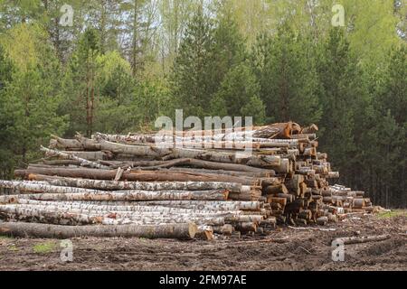 Stacked logs at logging in the forest Stock Photo