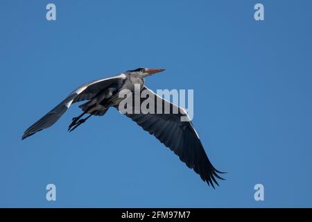 Blue heron (Ardea cinerea) flying on blue sky. Great gray heron in flight Stock Photo