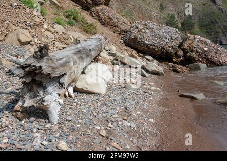 Large dry old tree trunk with ragged edge lies on the rocks by the lake. Horizontal image. Stock Photo