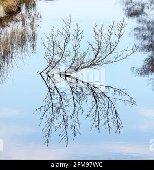 Tree Branches Reflected in Still Water under a Blue Sky, UK Stock Photo
