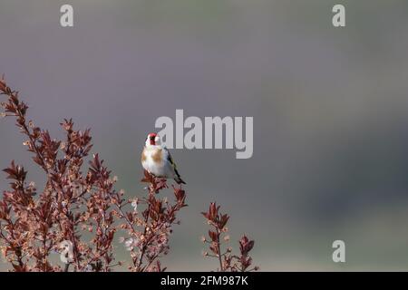 Goldfinch (Carduelis carduelis) on a tree branch with nice blurry background Stock Photo