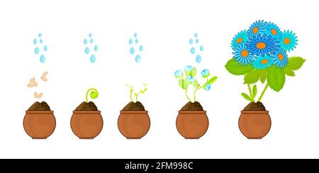 Phases of plant growing. Seeds sprout in ground. Planting infographic. Evolution concept.Graphic of gardening seedling plant.Stock vector illustration Stock Vector