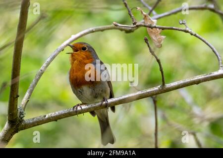Robin perched on tree branch singing Stock Photo