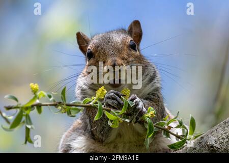 Common Grey Squirrel Sciurus carolinensis perched on tree branch eating flora Stock Photo