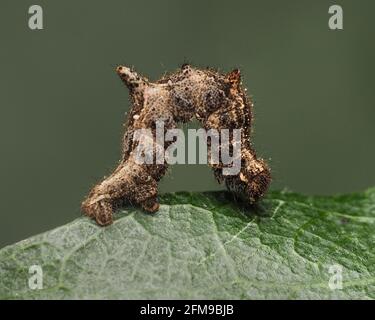 Lilac Beauty moth caterpillar (Apeira syringaria) crawling on leaf. Tipperary, Ireland Stock Photo