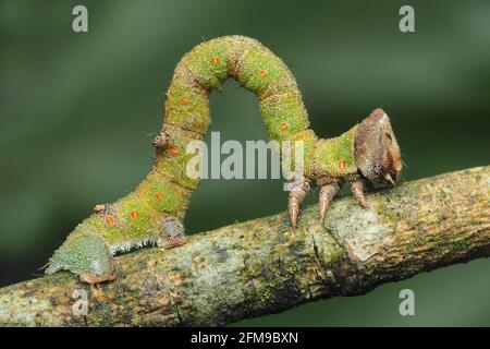 Peppered Moth Caterpillar (Biston betularia) crawling along branch. Tipperary, Ireland Stock Photo