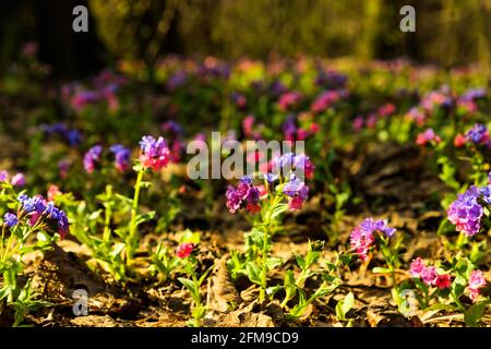Blue purple flowers lungwort Pulmonaria on spring forest natural background. Close up. Copy space. Stock Photo