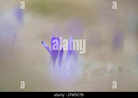 Wild spring crocus flowers Stock Photo