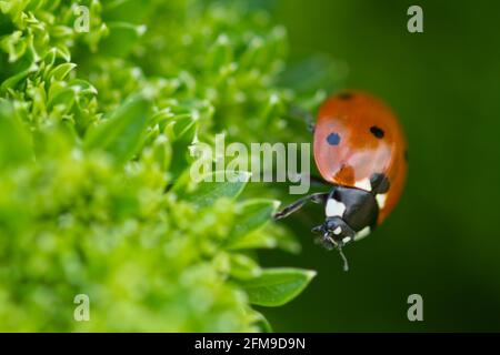 Coccinella septempunctata, seven spot ladybird, crawling over parsley moss curled, macro shot Stock Photo