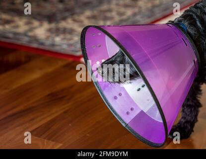 Side view of a black poodle terrier or yorkiepoo in a protective plastic neck recovery cone to stop licking Stock Photo