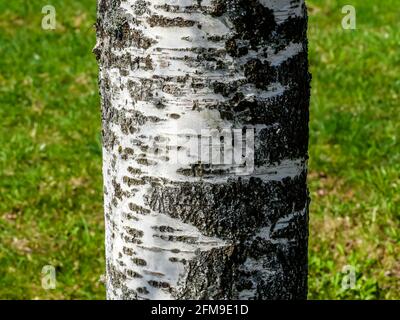 A seamless texture of tree bark - cool for wallpaper or background, macro photo Stock Photo