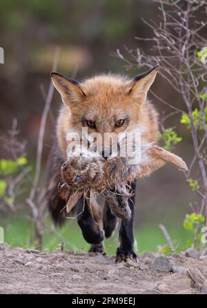 Red fox Vulpes vulpes with a rabbit and chipmunk in mouth for her kits in the forest in springtime in Canada Stock Photo