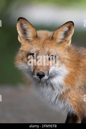 Closeup of a wild red fox (vulpes vulpes) by her den in Ottawa, Canada Stock Photo