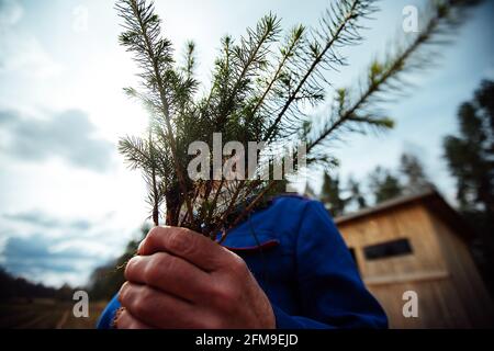 girls in work clothes and gloves manually transplant plants. the farmer takes care of the nursery, fertilizing young tree seedlings. the season of agr Stock Photo