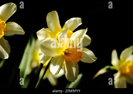 Yellow narcissus flowers, Daffodil on a black background Stock Photo