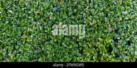 Background from boxwood bush leaves. Thick branches and damaged leaves after pruning. Stock Photo