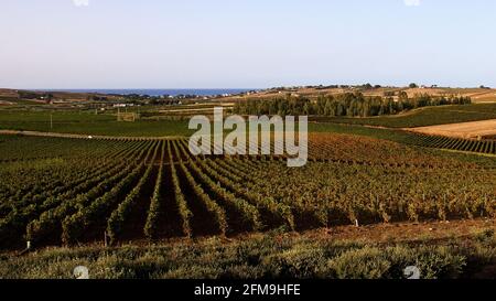 Italy, Sicily, wine, vineyards, long rows of vines, in the background the sea. Light blue sky, Planeta winery near Menfi Stock Photo