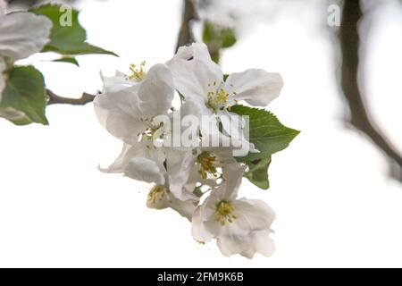 Apple tree, April, spring, Easter, outdoor, apple blossom Stock Photo