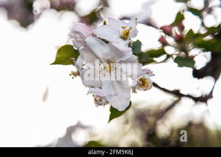 Apple tree, April, spring, Easter, outdoor, apple blossom Stock Photo