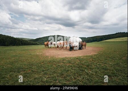 Herd of horses at a water tank on a meadow in the German low mountain range Stock Photo