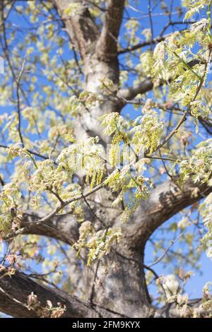 Quercus ellipsoidalis majestic skies 'Bailskies' Northern Pin Oak tree ...