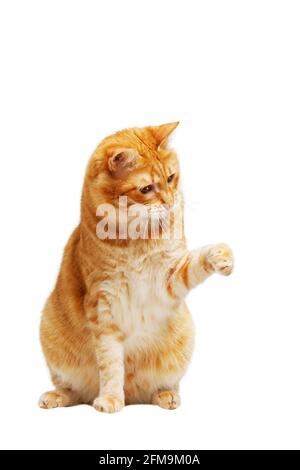 Ginger cat stretches out his paw isolated on white Stock Photo