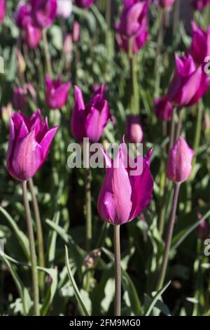 Tulipa 'Purple Dream' lily-flowered tulip. Stock Photo