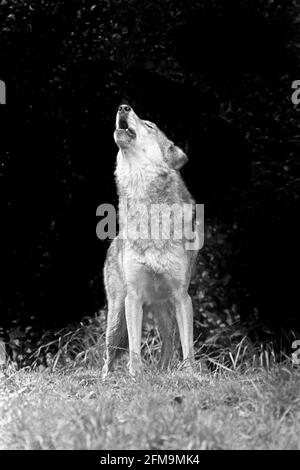 Portrait of a North American Timber Wolf, or Lobo, or Gray Wolf, Canis lupis, howling in a forest in southern Canada. Stock Photo
