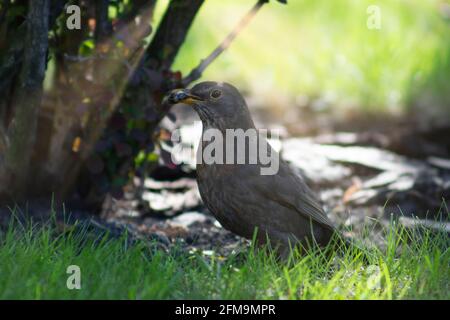 A starling in the grass under a bush holds in its beak a beetle that has just been caught. Stock Photo