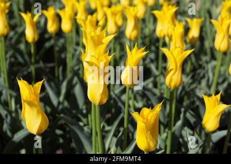 Tulipa 'West Point' lily flowered tulip. Stock Photo