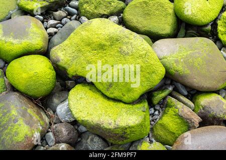Big pebble stones with moss on seashore. Background concept Stock Photo