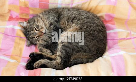 Funny curled up cat sleeping on the bed. Stock Photo