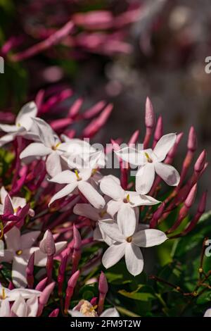 Jasmine flower (Jasminum officinale), blooming with green leaves background Stock Photo