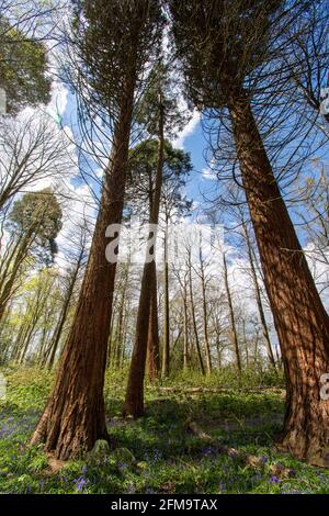 Giant conifers looking upwards toward blue sky with bluebells in the foreground Stock Photo