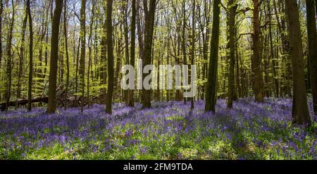 Bluebell woods in the sun with shadows of the trees amongst the bluebells Stock Photo
