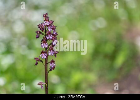 Purple Orchid or Greater Orchid, Orchis purpurea Huds, is a plant belonging to the Orchidaceae family. Sources of Cavuto, Abruzzo, Italy, Europe Stock Photo