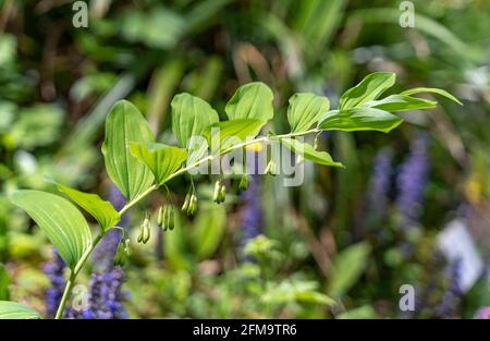 Blooming Solomon's Seal or David's harp, Polygonatum multiflorum, is a species of flowering plant in the Asparagaceae family. Abruzzo, Italy, Europe Stock Photo