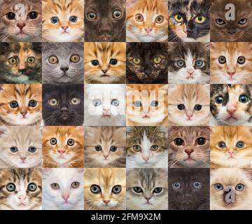 Portraits of small kittens of various breeds Stock Photo