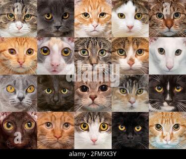 Portraits of adult cats of different breeds Stock Photo