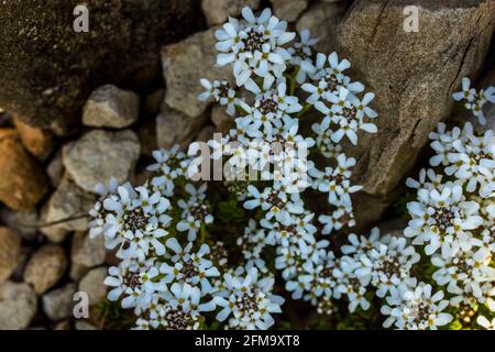 Iberis Saxatilis, alpine, candytuft, dwarf candytuft, in a rock garden setting Stock Photo