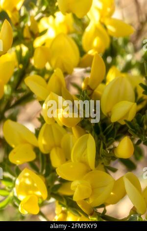 Cytisus x Kewensis –Niki (Kew Broom) highlighting the yellow flowers Stock Photo - Alamy
