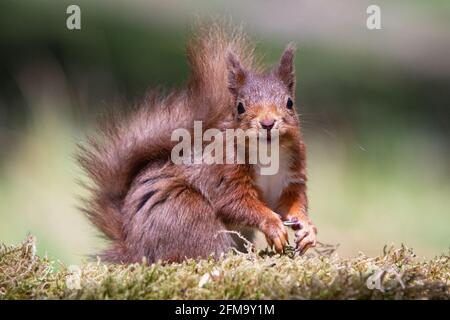 Cute happy red squirrel sat on green moss smiling at the camera in sunshine Stock Photo
